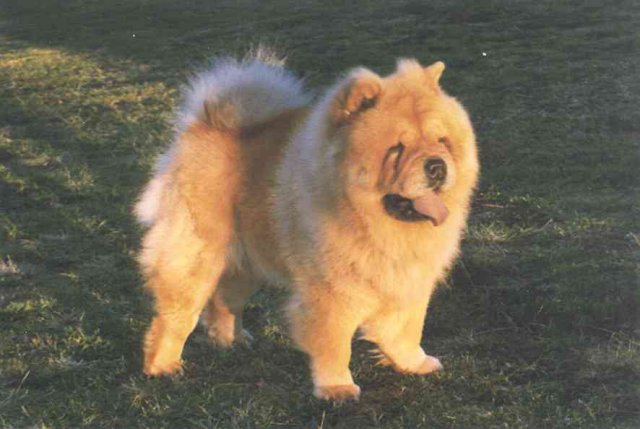 sonny.jpg (50437 bytes)